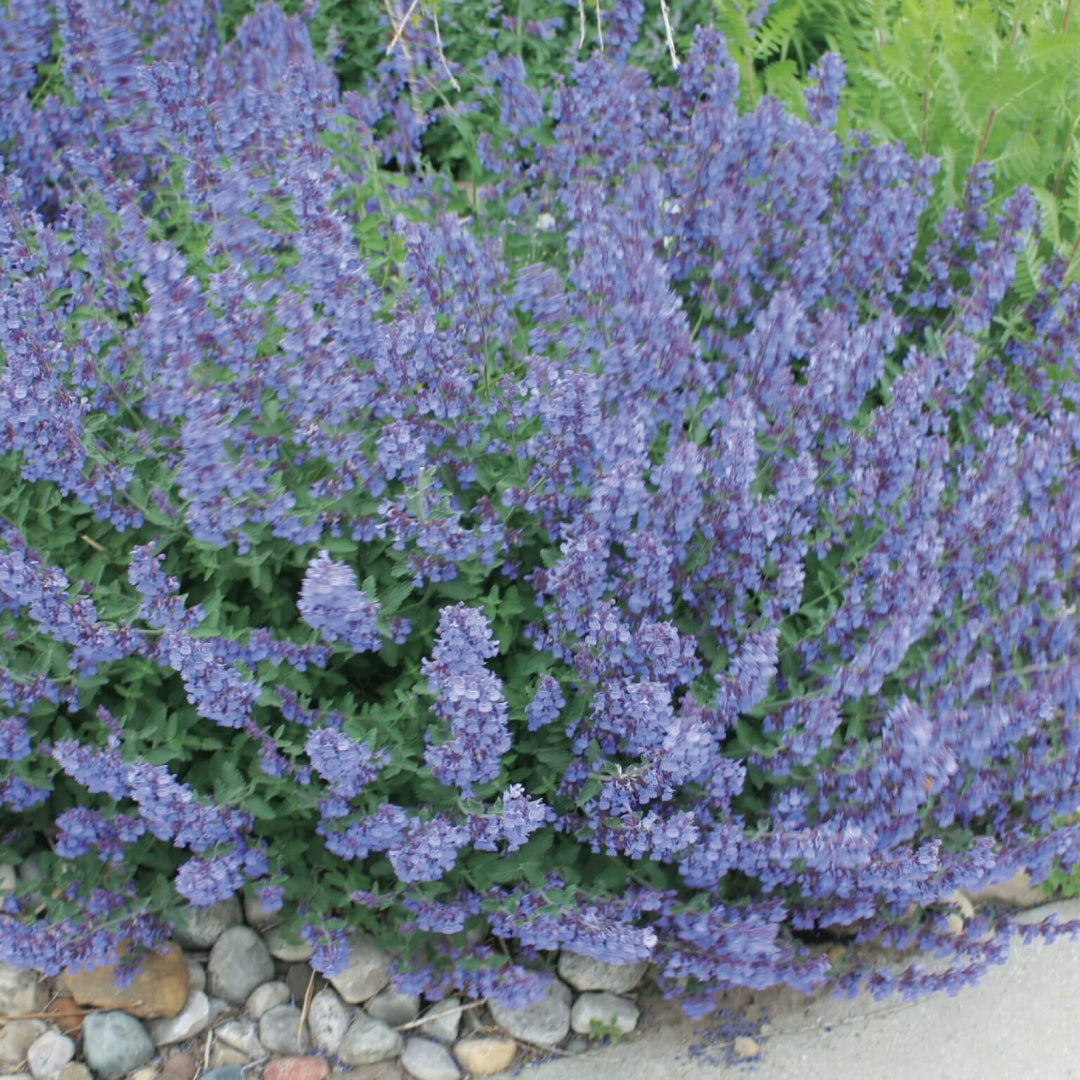 Nepeta X Faassenii &