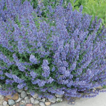 Nepeta X Faassenii &