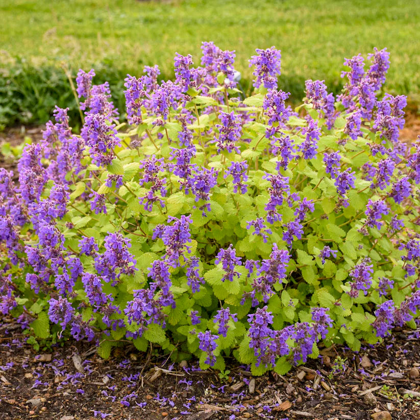 Nepeta &
