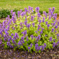 Nepeta 'Chartreuse on the Loose' - [EG]