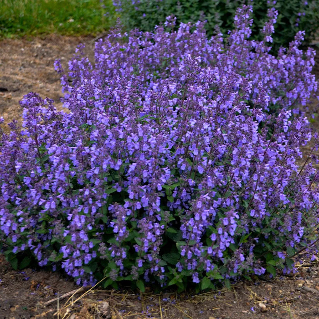 Nepeta faasserii &