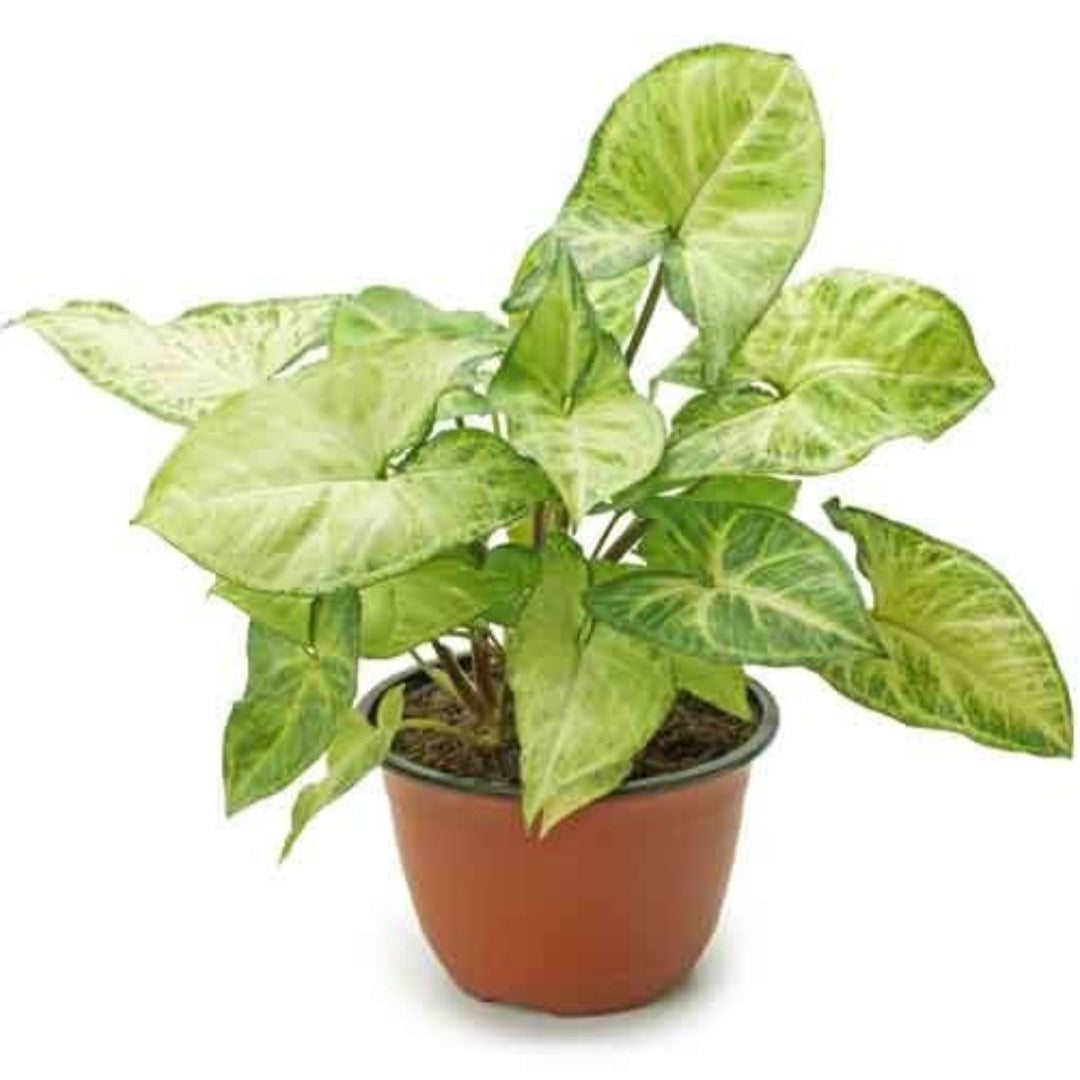 Nephthytis Plant