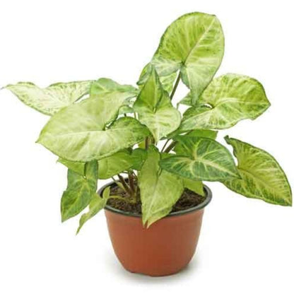 Nephthytis Plant