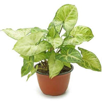 Nephthytis Plant