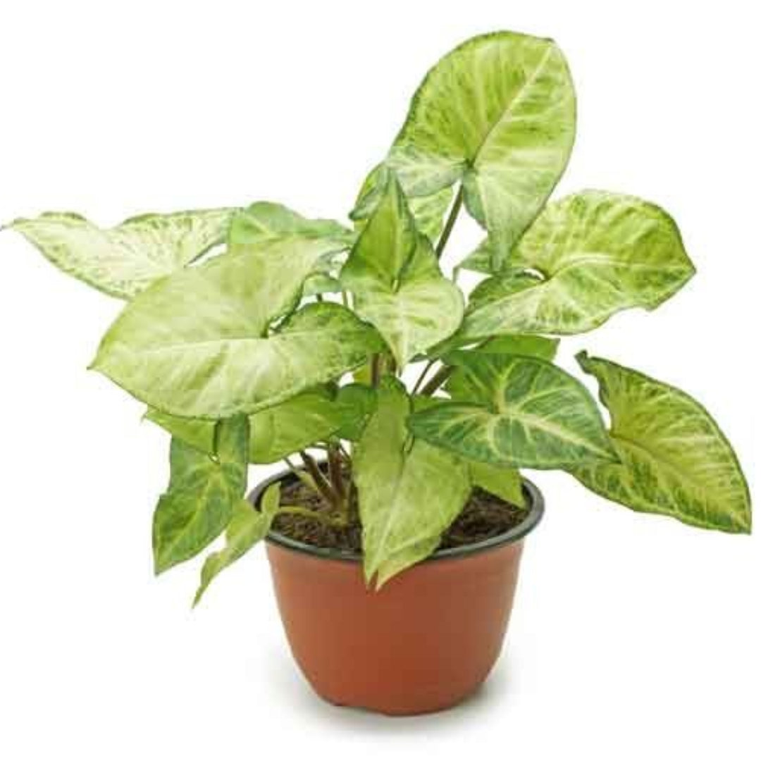 Nephthytis Plant
