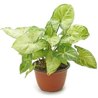 Nephthytis Plant