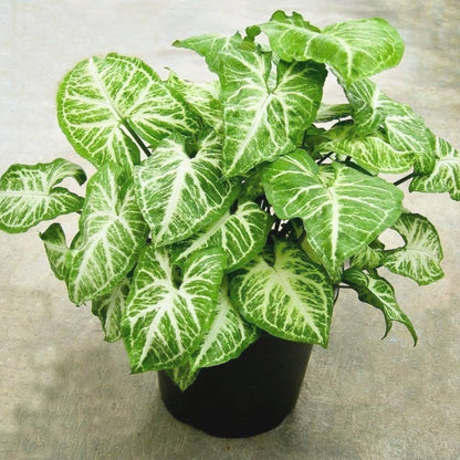 Nephthytis Plant