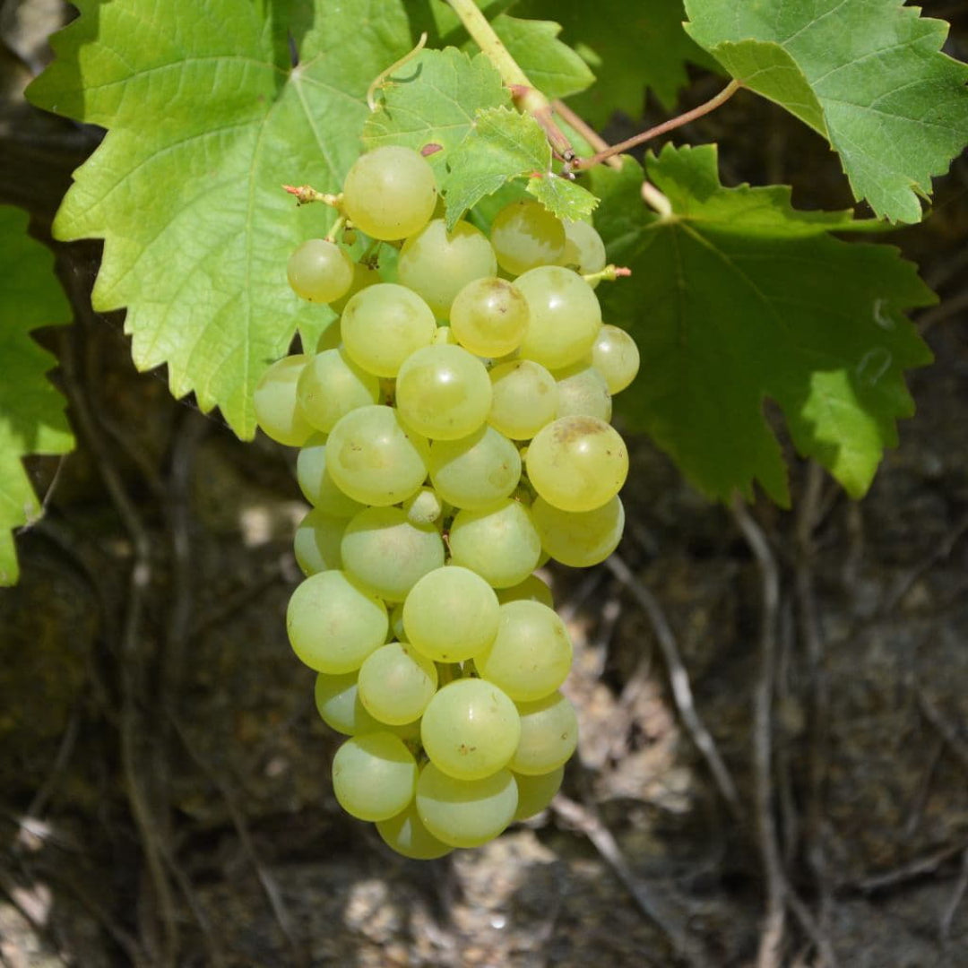 Neptune Seedless Grape