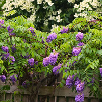 Amethyst Falls wisteria flowers close up showing vibrant blue fragrant blooms