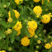 Lantana New Gold hardy perennial garden plant