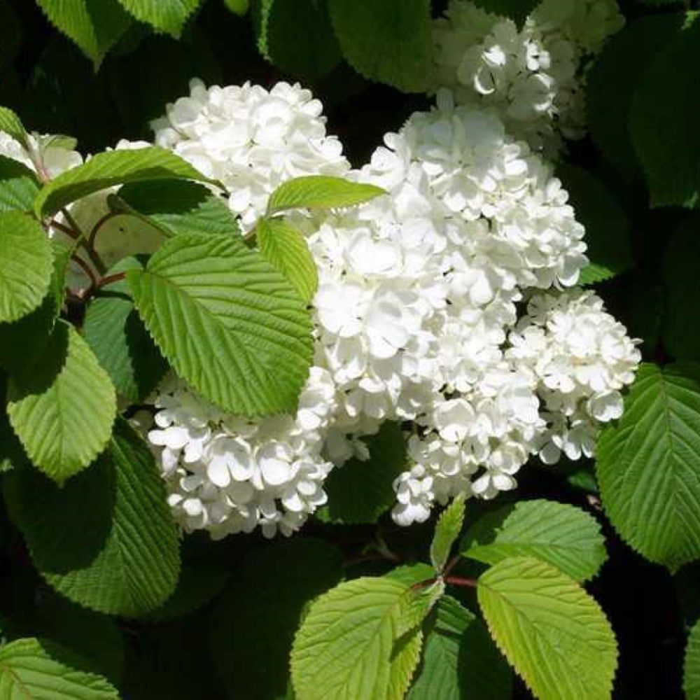 Newzam Newport Viburnum