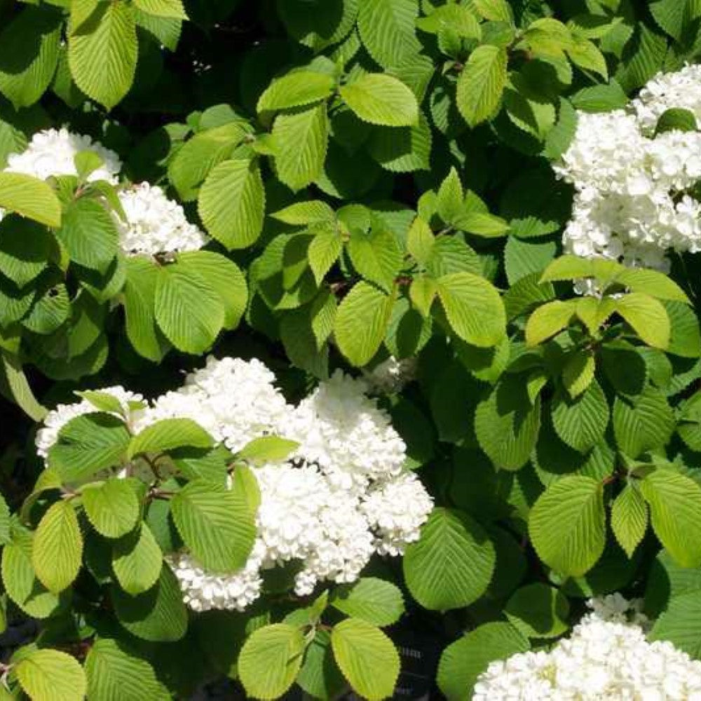 Newzam Newport Viburnum