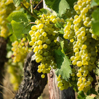Niagara Grape Vine Shrub