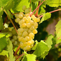 Niagara Grape Vine Shrub