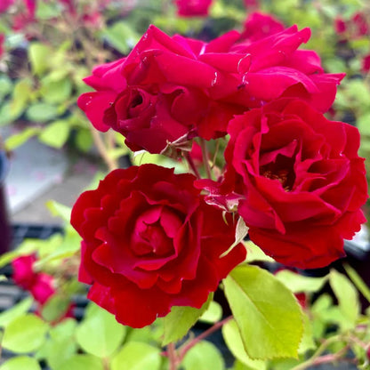Brindabella Red Empress Rose