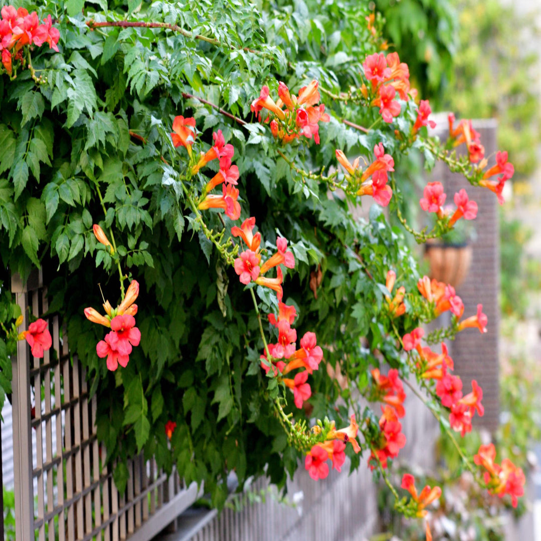 Campsis Radicans (Trumpet Creeper)