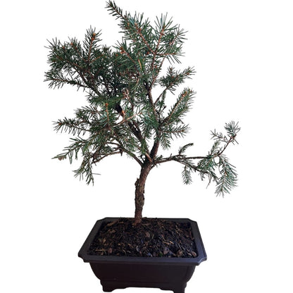 Diffusa Norway Spruce Bonsai