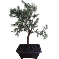 Diffusa Norway Spruce Bonsai for Sale