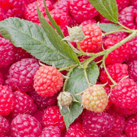Nova Raspberry
