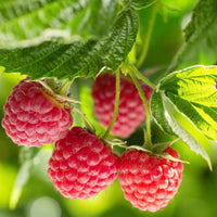 Nova Raspberry