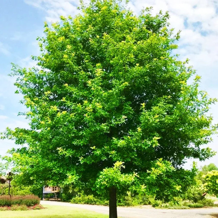 Buy Nuttall Oak Tree Plants & Trees Online | Pixies Gardens