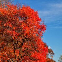 Black Gum (Nyssa sylvatica)