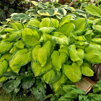Hosta 'Guacamole' Plantain Lily - [EG]