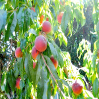 O'Henry Peach Tree rootstock plant ready for planting