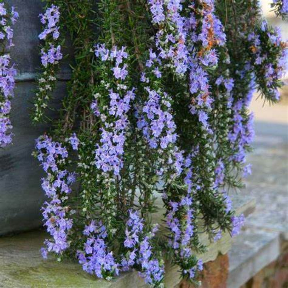 Rosmarinus officinalis &