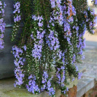 Rosmarinus officinalis 'Prostratus' Trailing Rosemary - [EG]