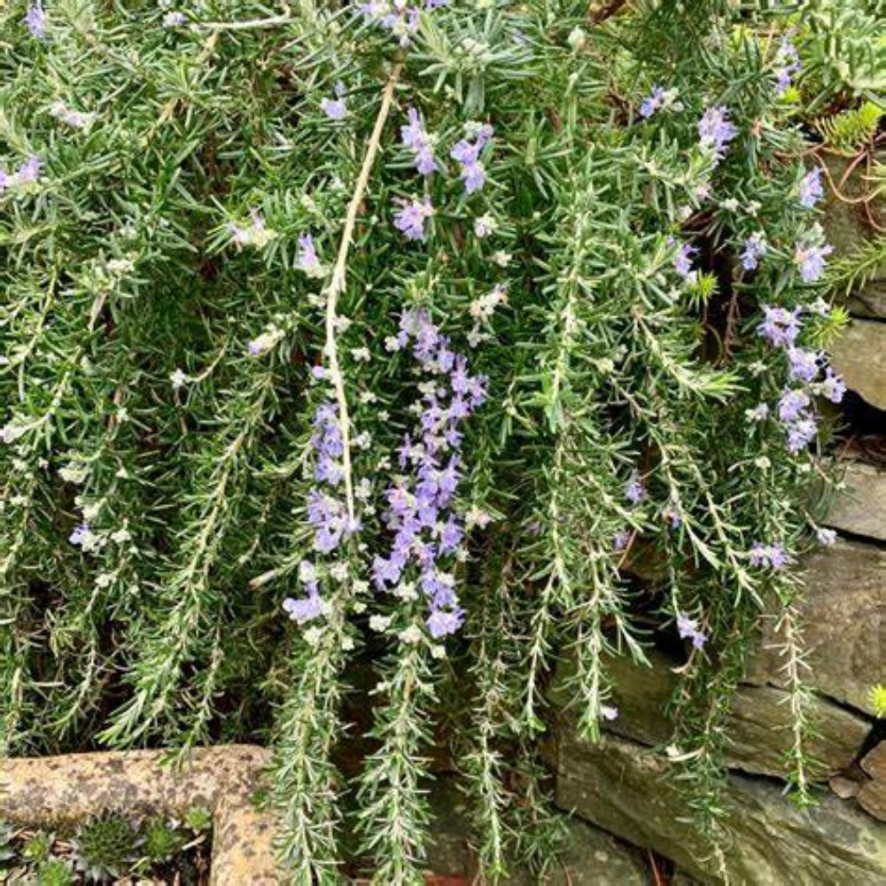 Rosmarinus officinalis &