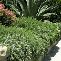 Rosmarinus officinalis 'Prostratus' Trailing Rosemary - [EG]