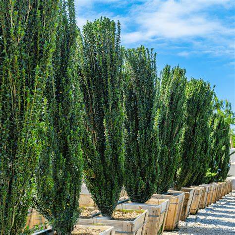 Sky Pencil Japanese Holly plant in pot