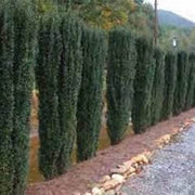 Soft Touch foliage of Sky Pencil Holly