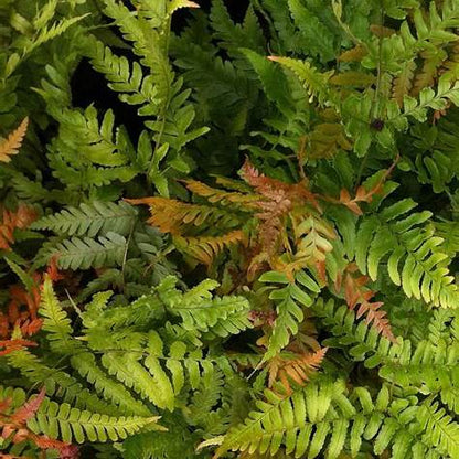 Autumn Fern Dryopteris erythrosora