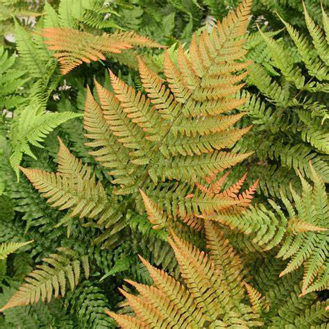 Autumn Fern Dryopteris erythrosora