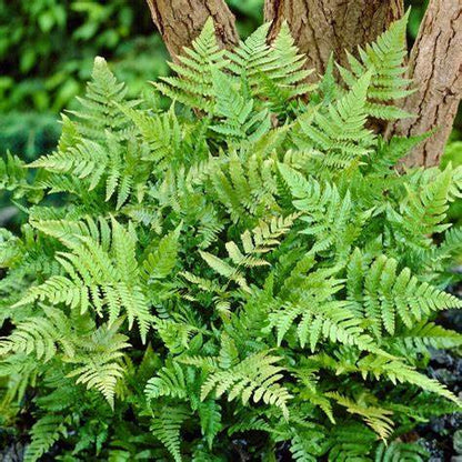 Autumn Fern Dryopteris erythrosora