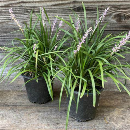 Blooming Liriope Big Blue Lily Turf closeup