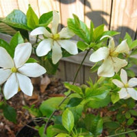Grif's Select Hardy Gardenia