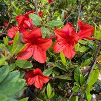 Bravo Autumn  Encore Azalea