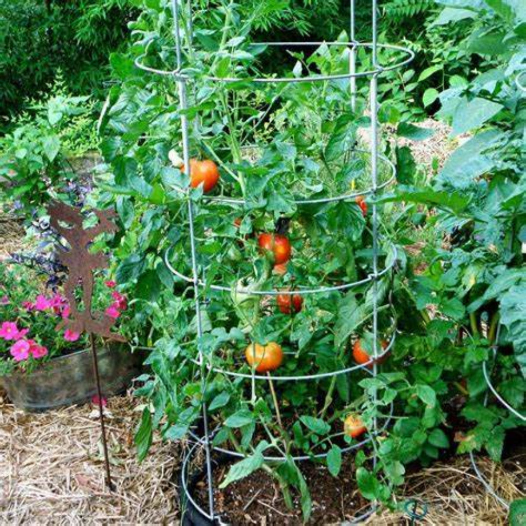 Fresh harvested Better Boy tomatoes with classic red color and firm texture