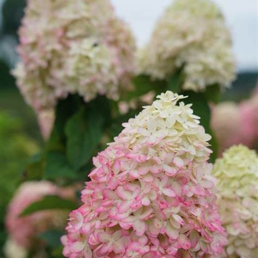 Limelight Prime Hydrangea