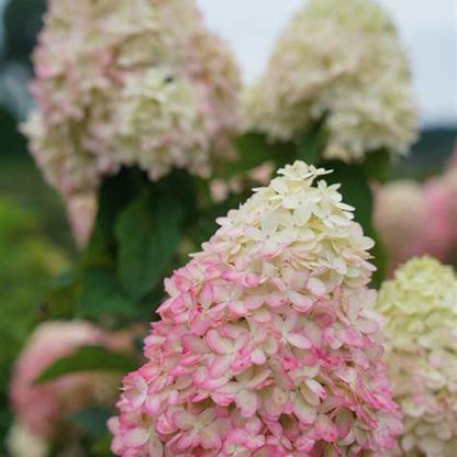 Limelight Prime Hydrangea