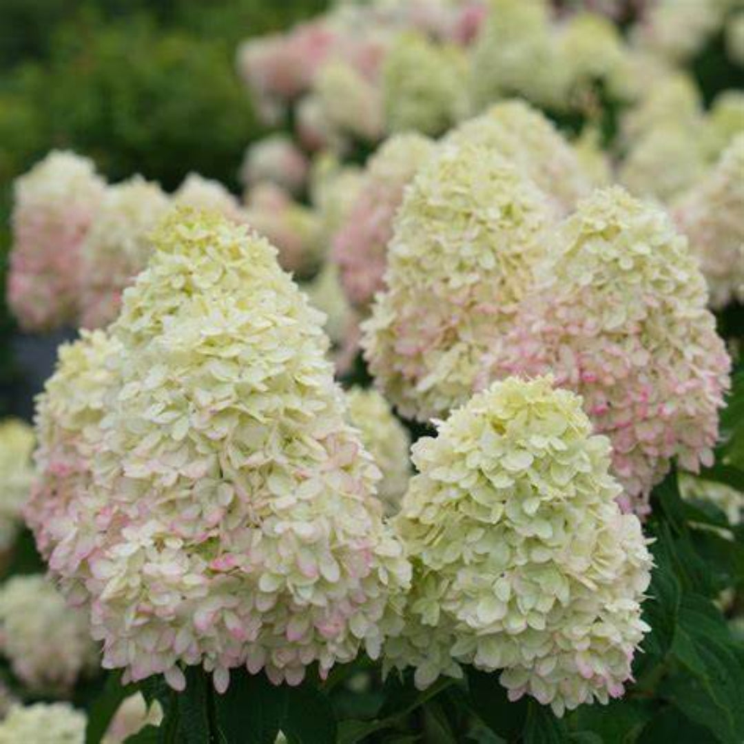 Limelight Prime Hydrangea
