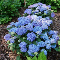 Let's Dance Lovable Hydrangea