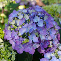 Let's Dance Lovable Hydrangea