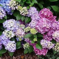Let's Dance Lovable Hydrangea