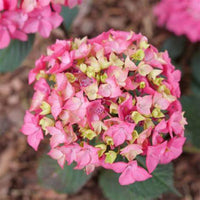 Let's Dance Lovable Hydrangea