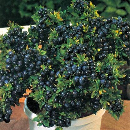 Patio-ready Top Hat Blueberry plant with fruit