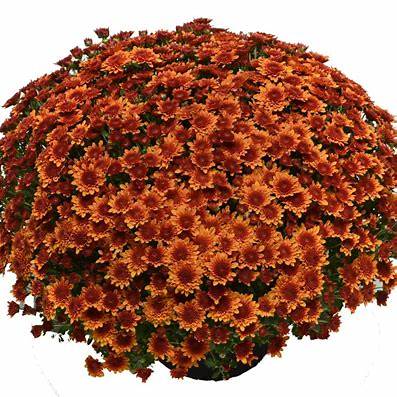 Copper Coin Bronze Mum – Fall Garden Chrysanthemum | Hardy Perennial Flowers for Autumn Color